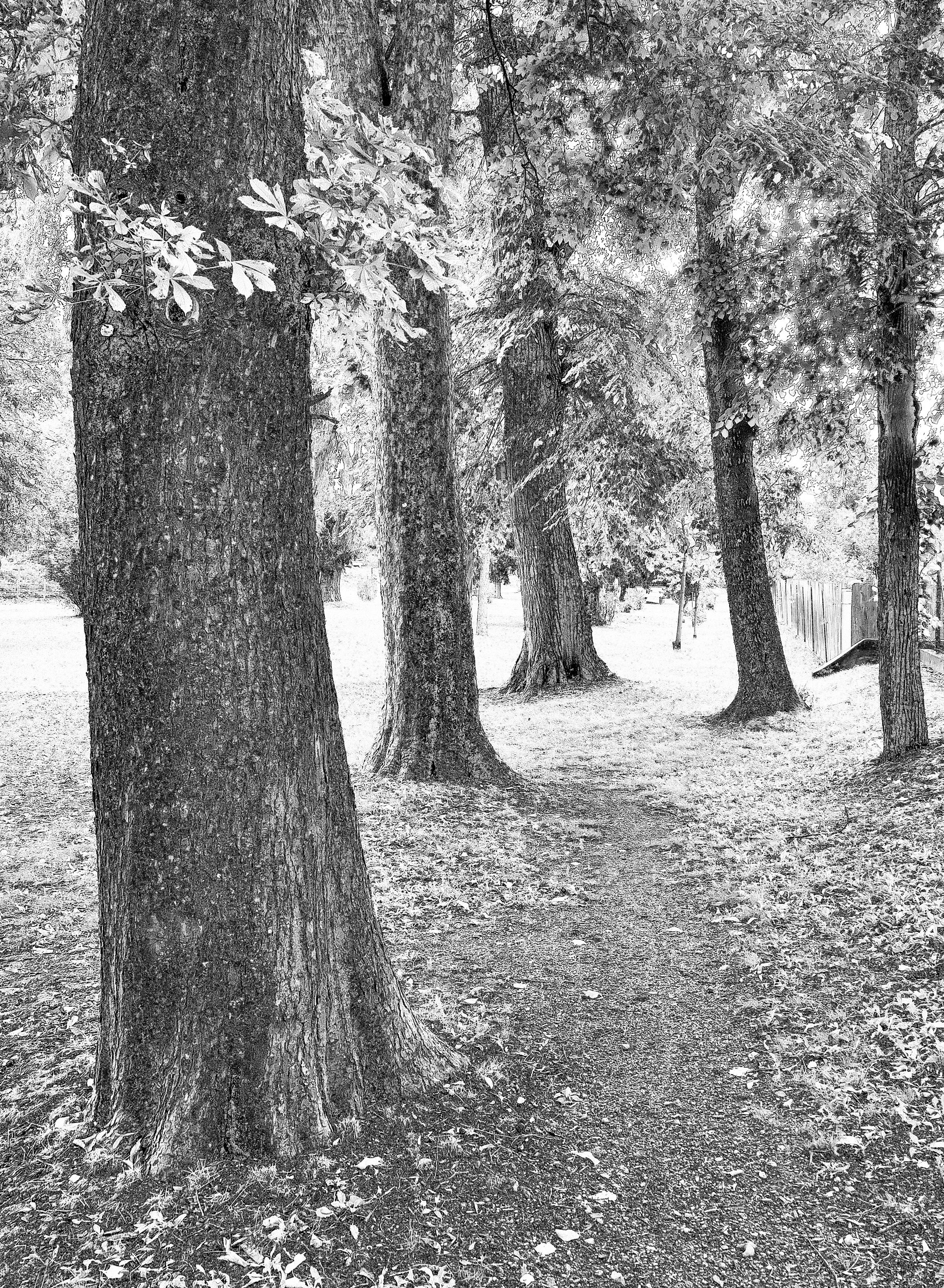 Baumgruppe im Park