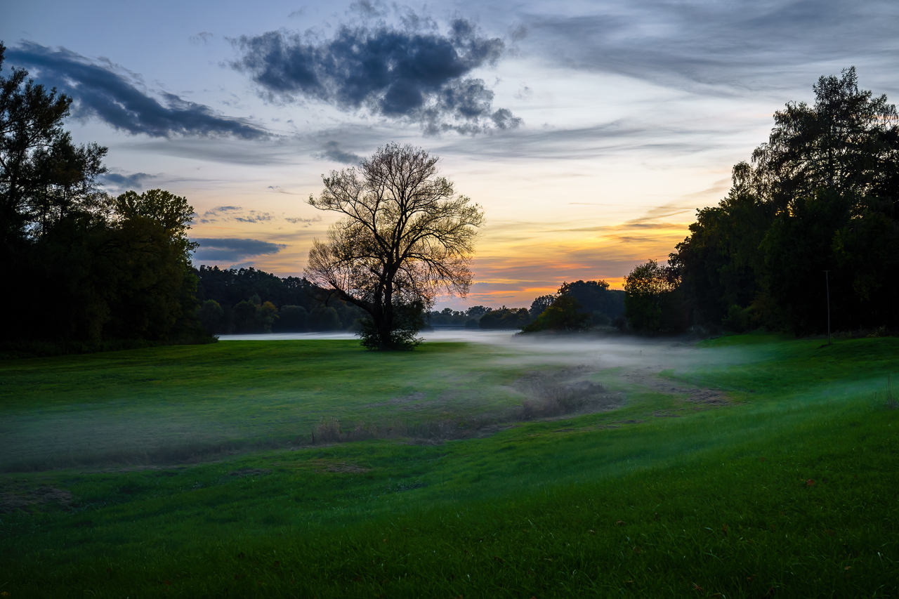 BBB Baum-Bodennebel-Bild