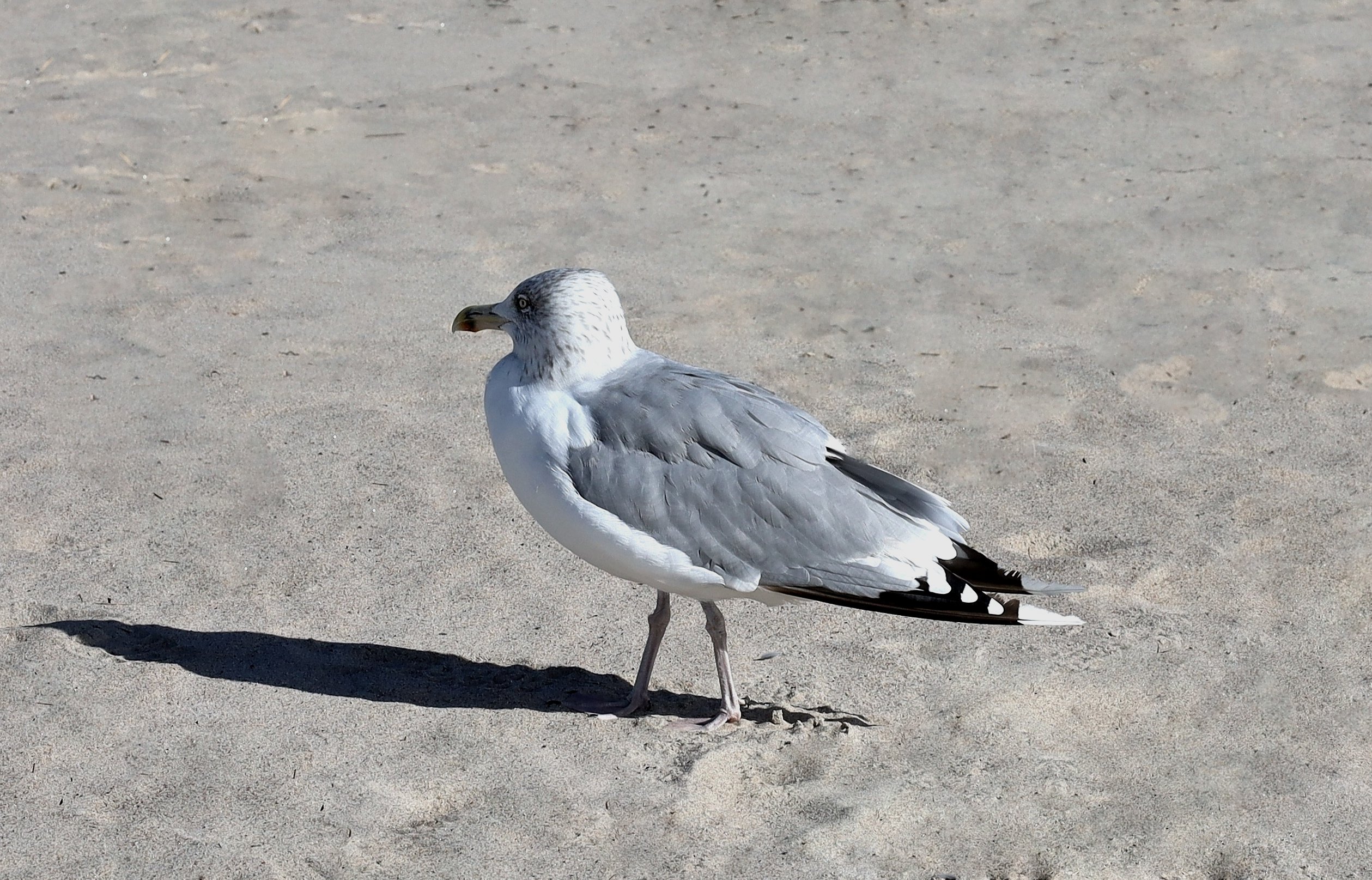 Beach Walk