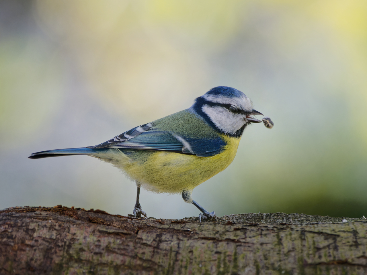 Beak Juggler