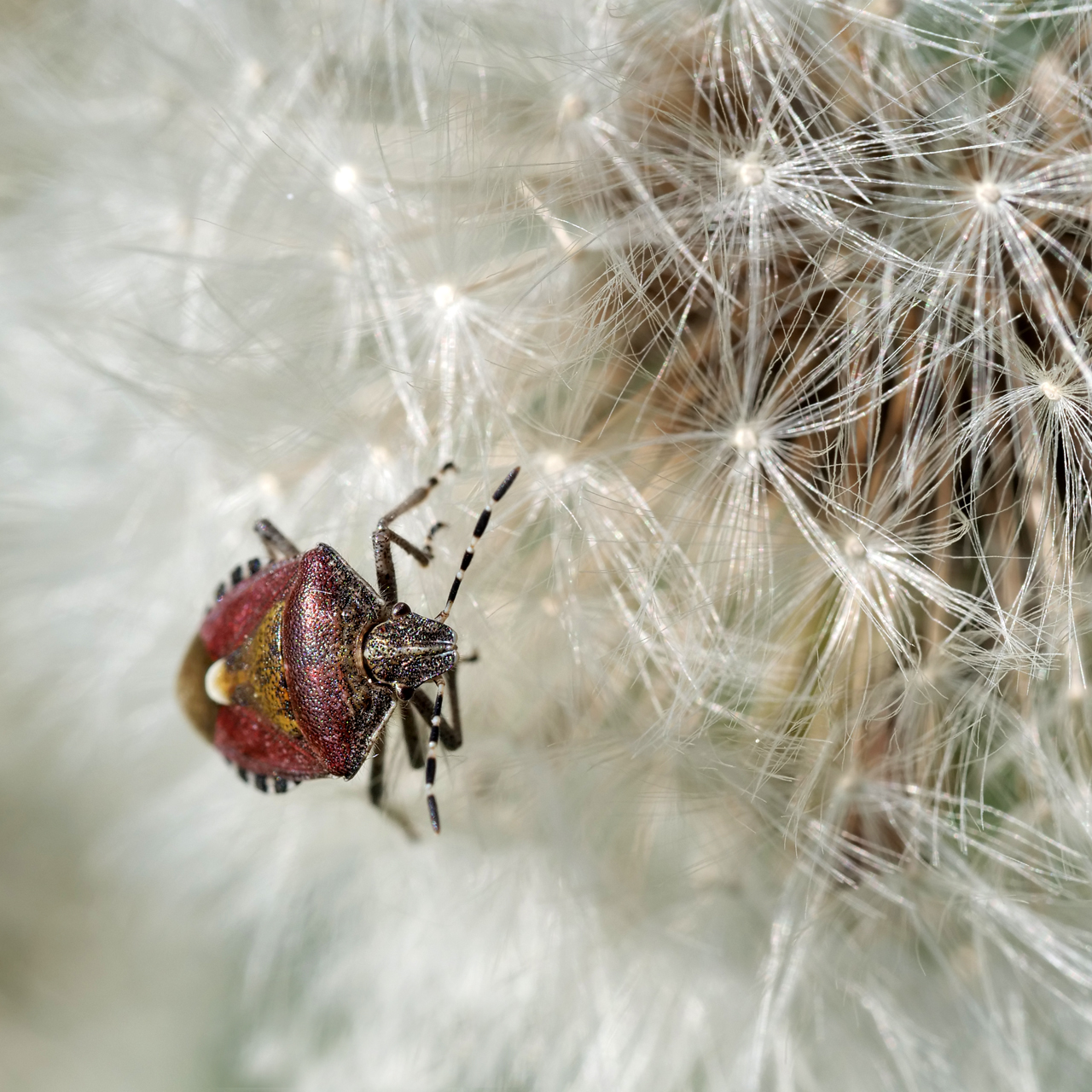 Beerenwanze _ Farbklecks im Weiß