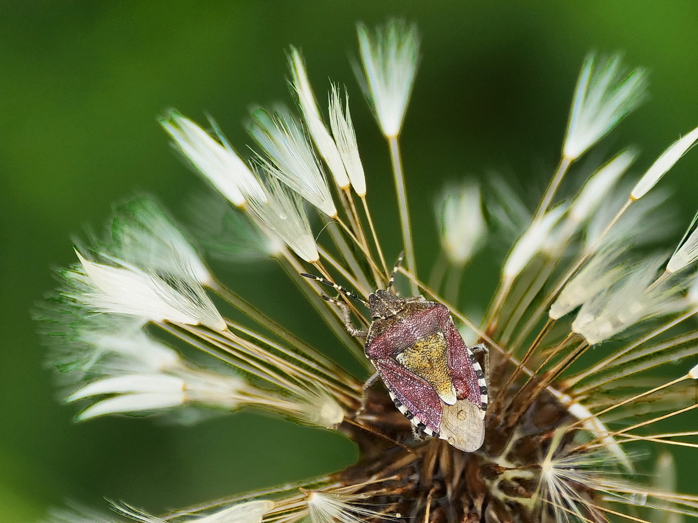 Beerenwanze auf lädierter Pusteblume.