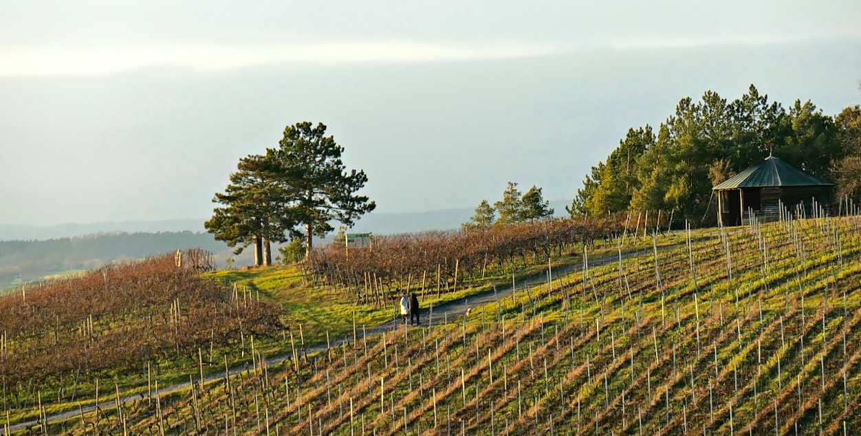 Begegnung in den Weinbergen