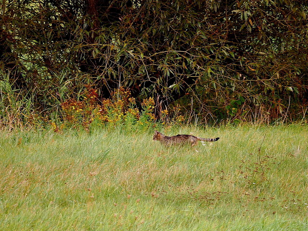 Bei der Jagd