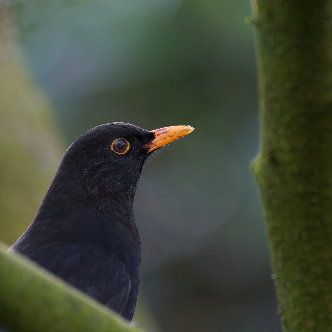 Bei uns im Garten 1 (Amsel)