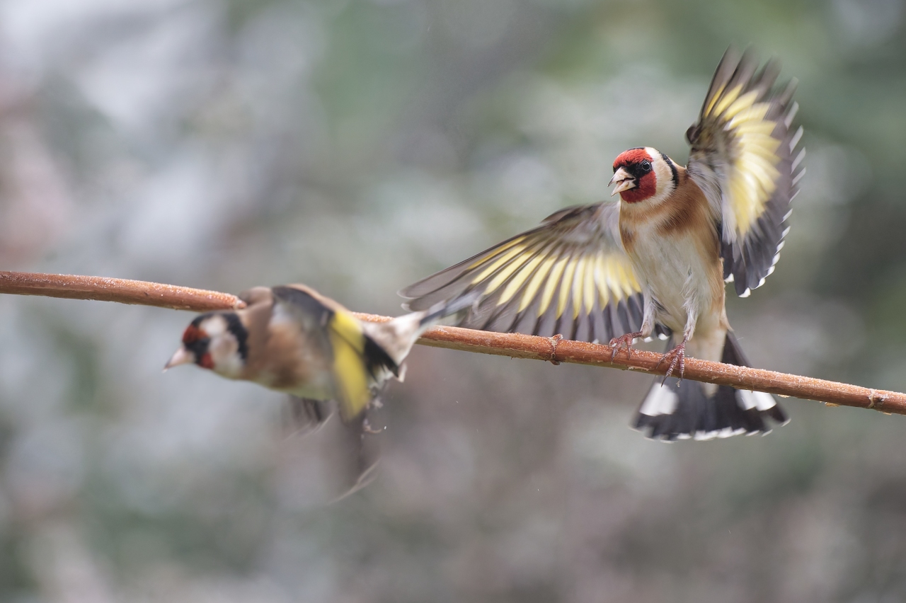 Bei uns im Garten - "Hau ab" !!!