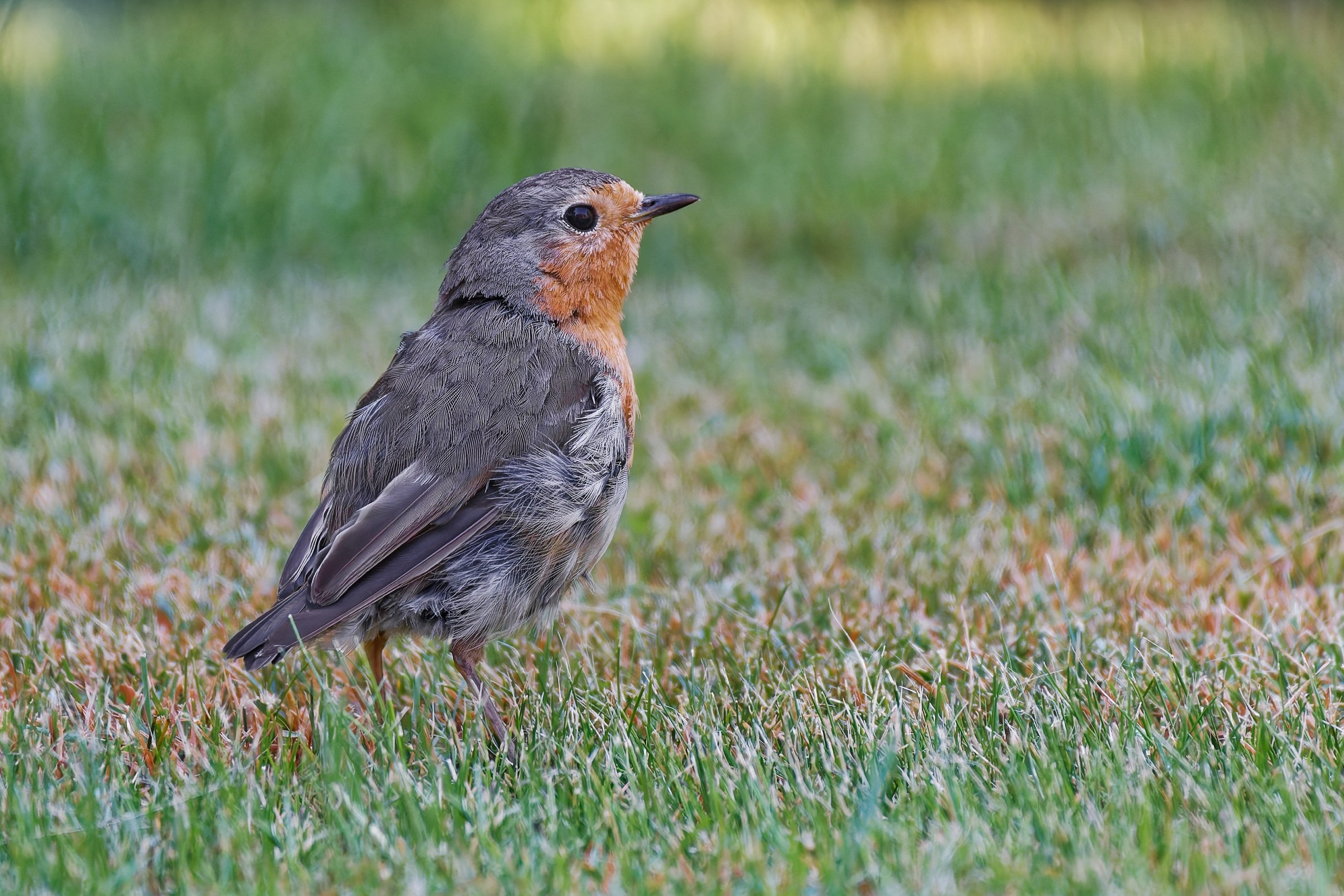 Bei uns im Garten........Rotkehlchen