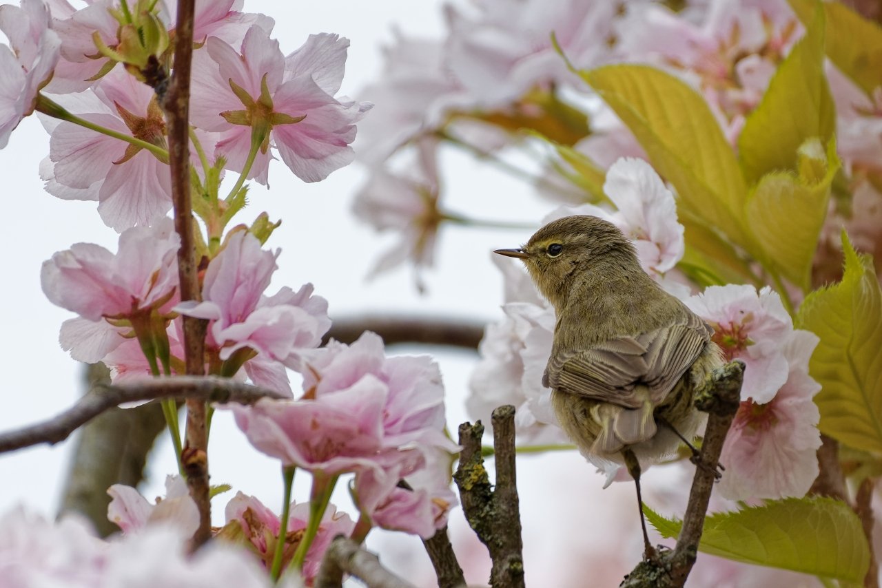 Bei uns im Garten - Zilpzalp
