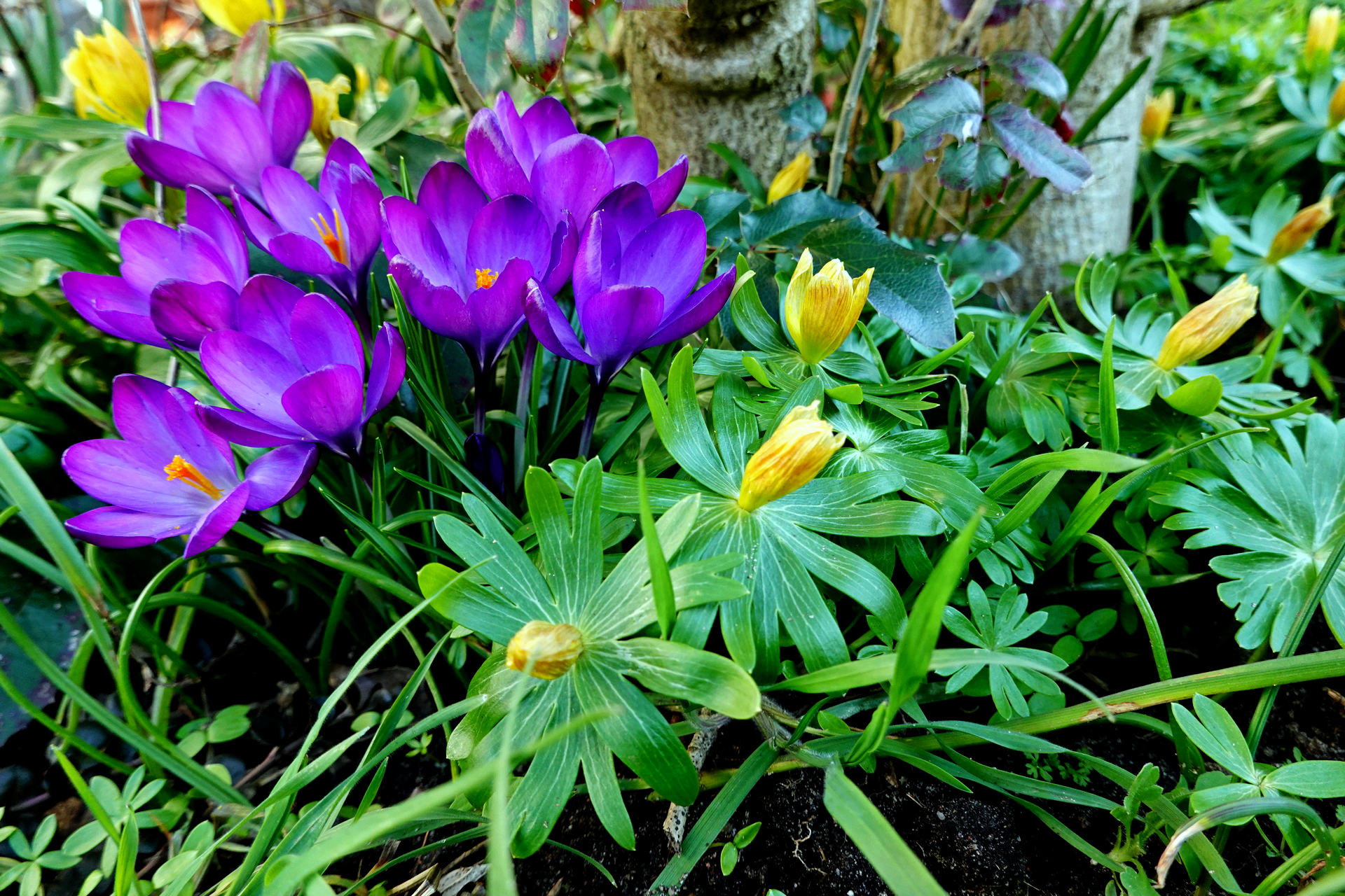 Bei uns im Garten