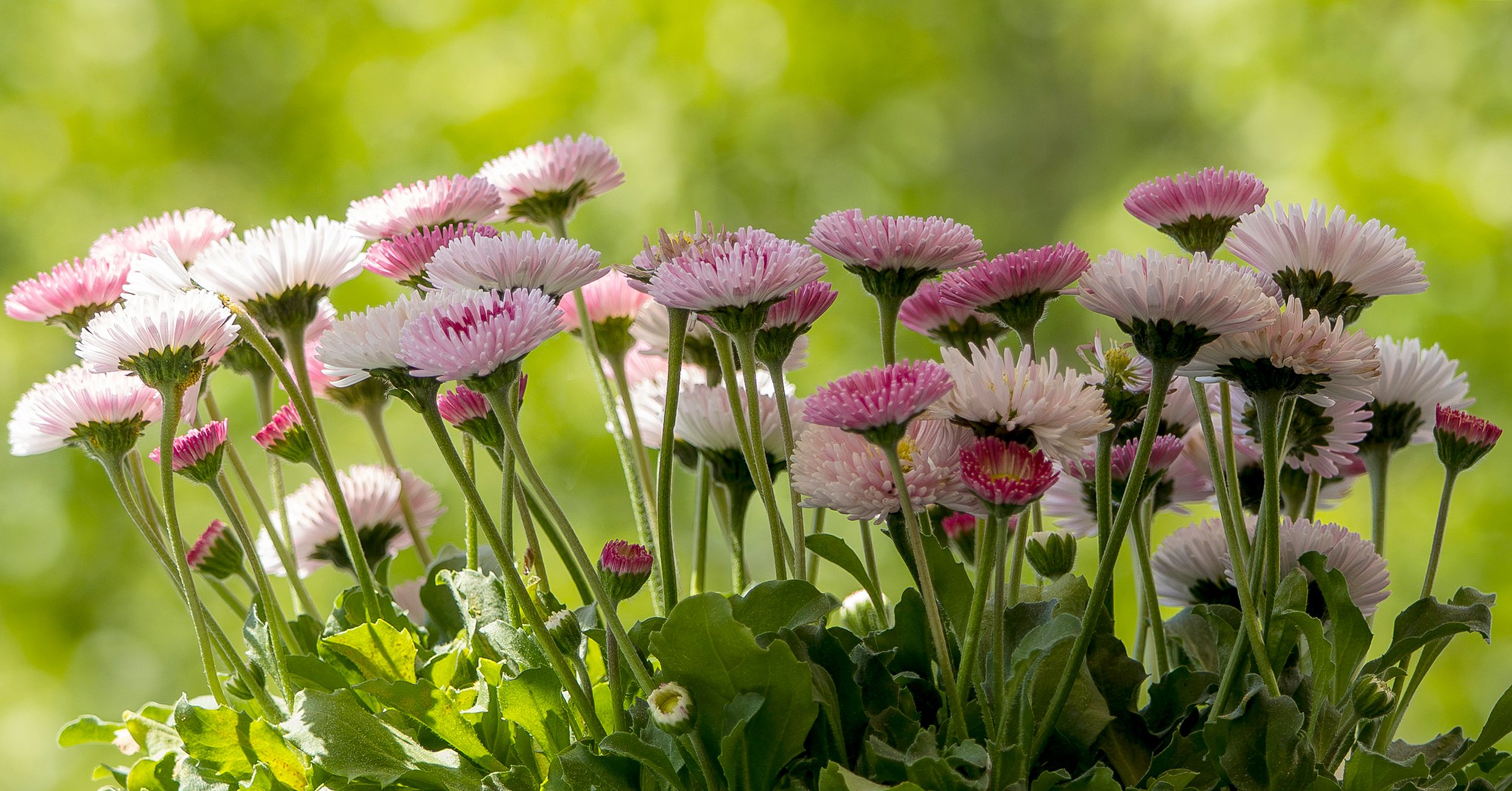Bellis Gänseblümchen