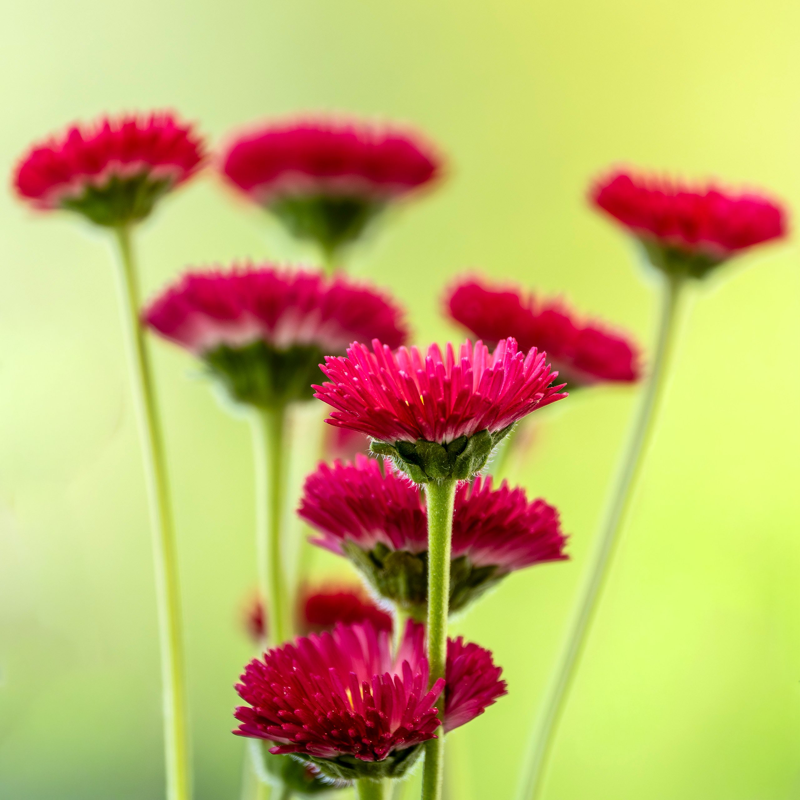 Bellis Perennis