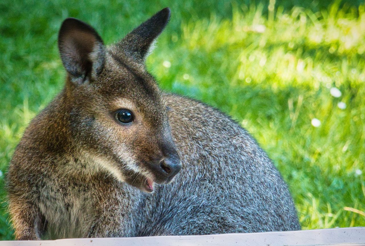 Bennett-Wallaby