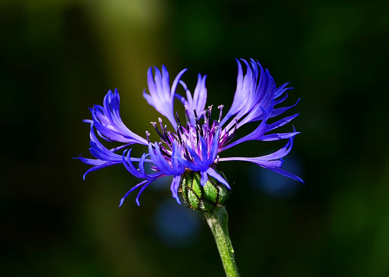 Berg-Flockenblume