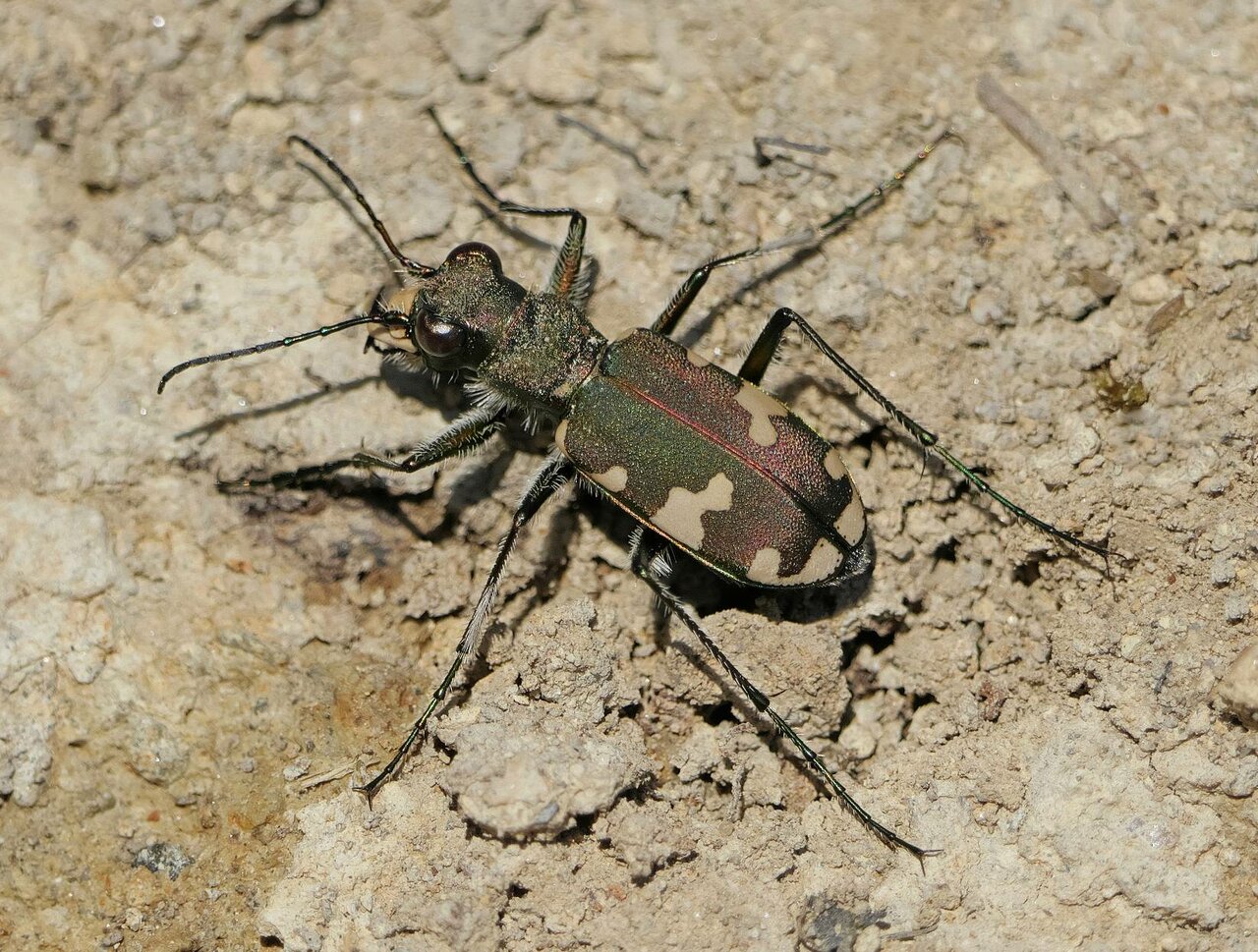 Berg-Sandlaufkäfer (Cicindela sylvicola) vom Lumixer