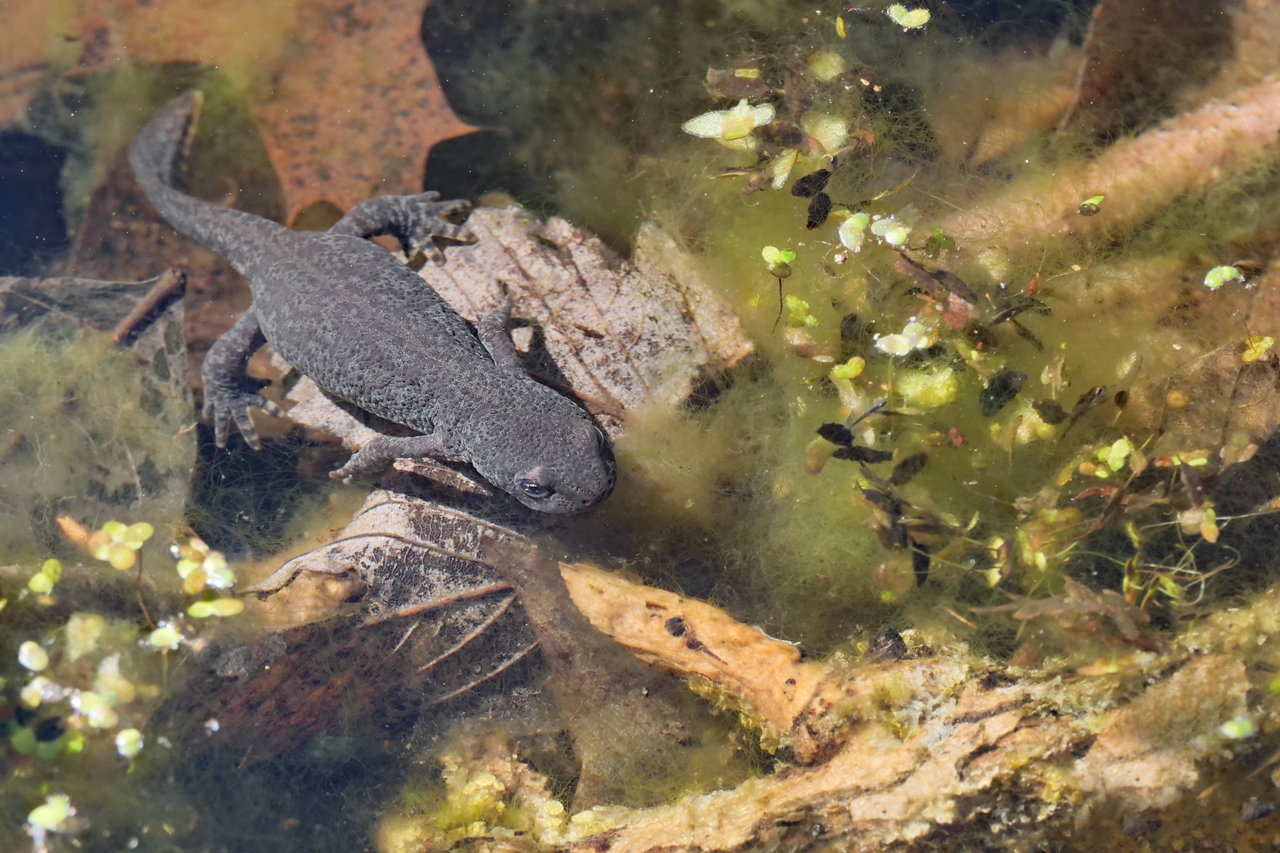 Bergmolch Weibchen