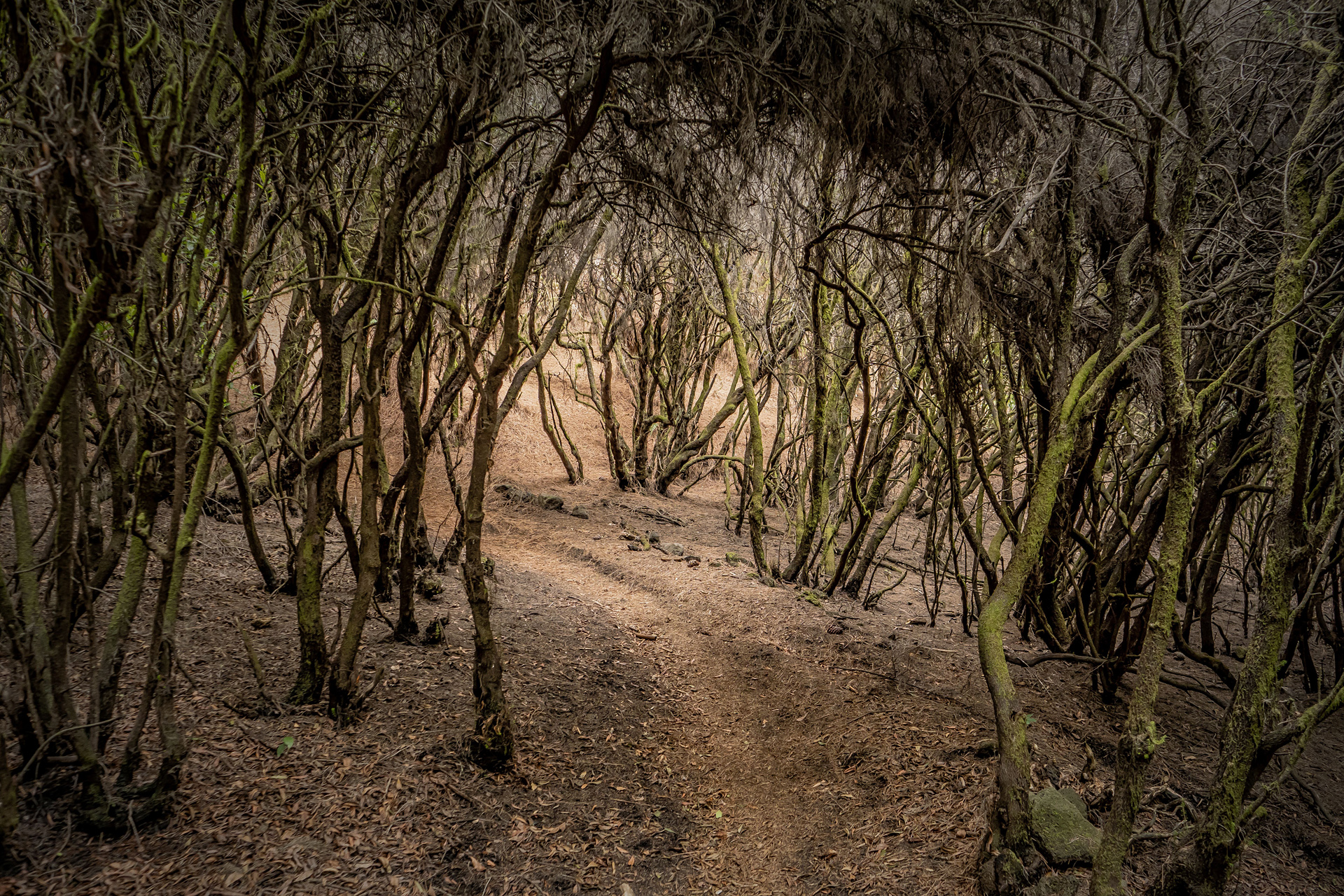 Bergwald
