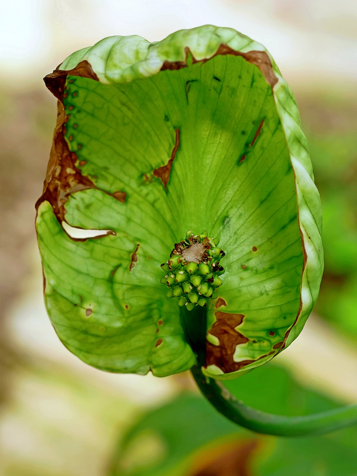 Beschirmt