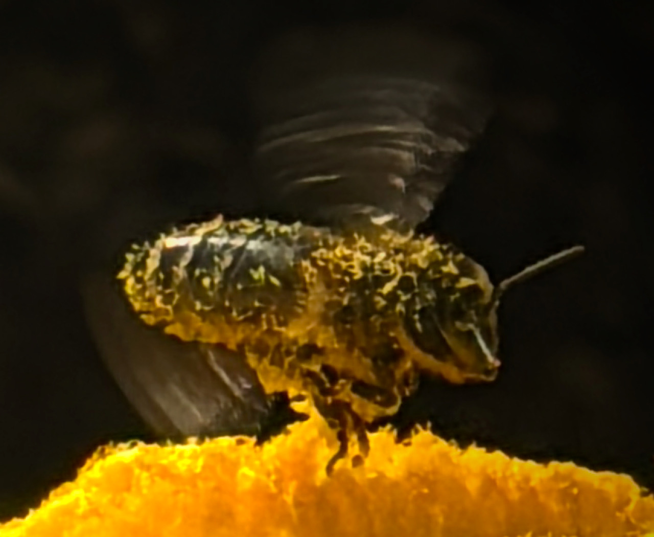 Bestaüber im Flug1