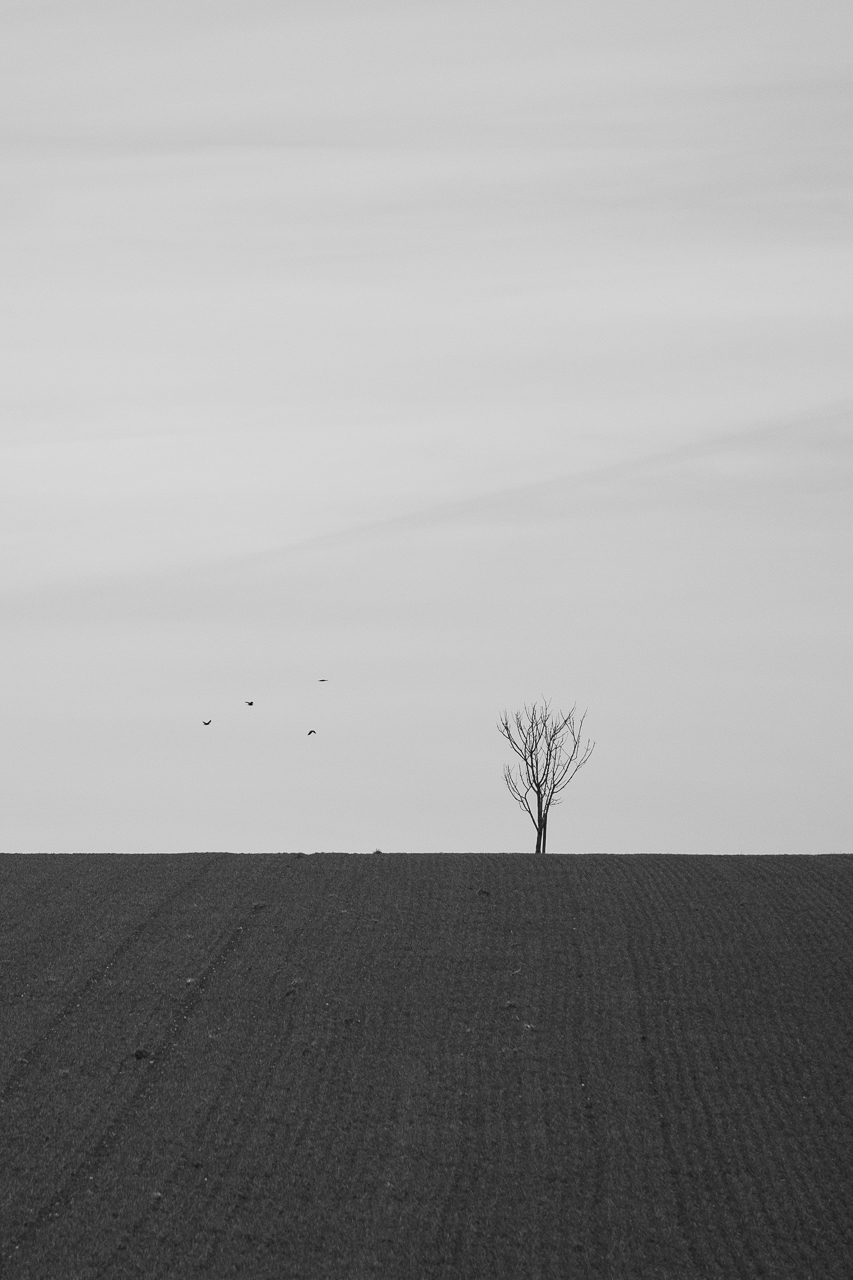 Besuch im Anflug.jpg