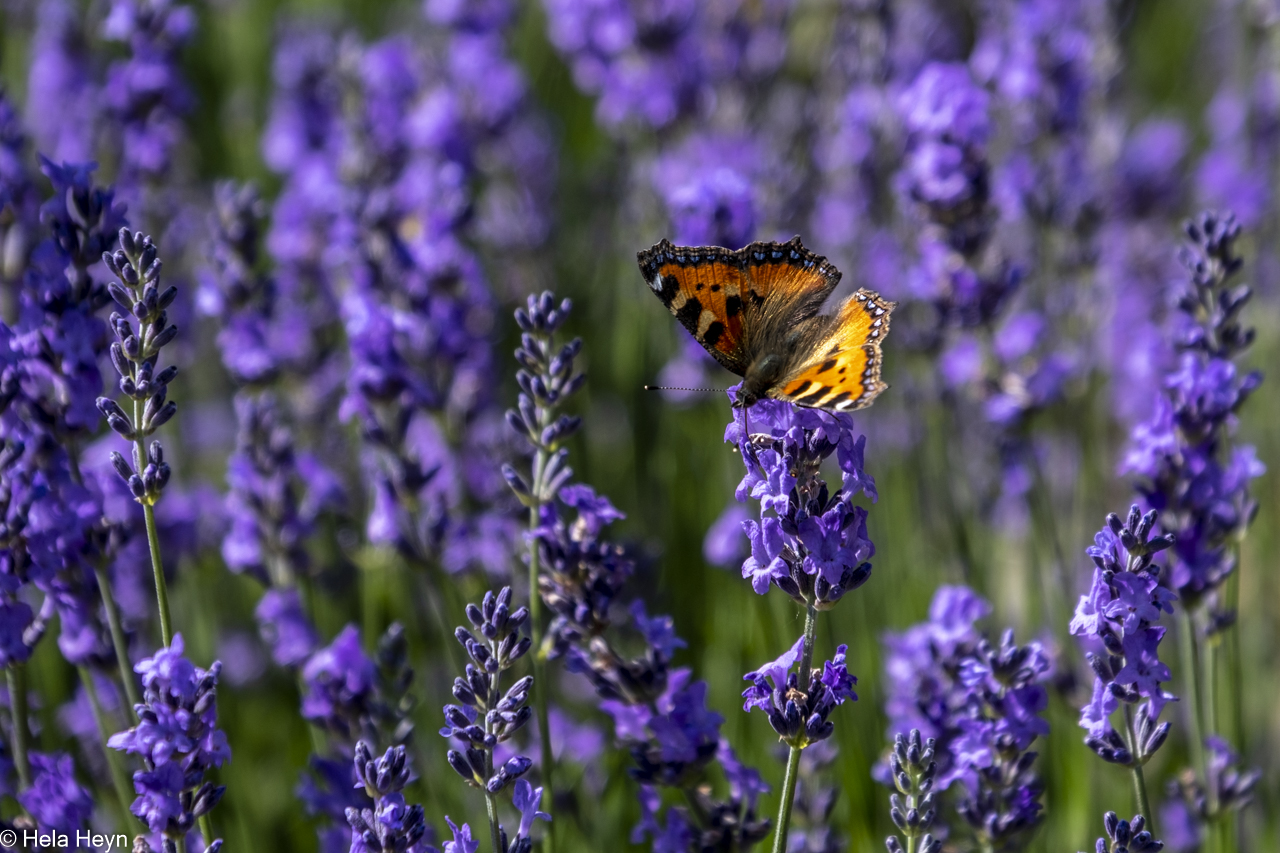 Besuch im Lavendel