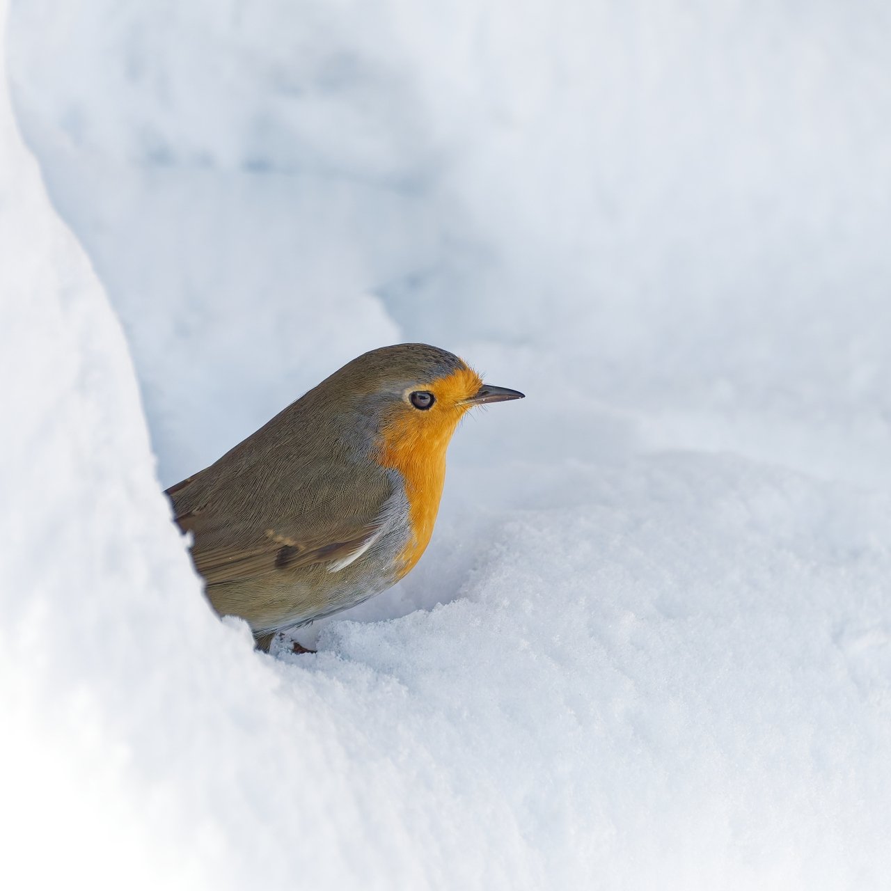 Beweismaterial für Herbert und Robert.