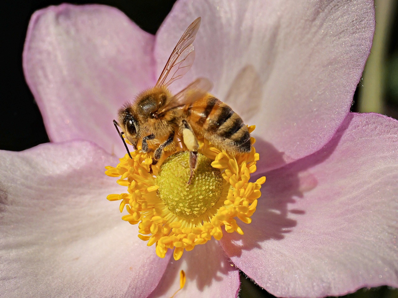 Bienchen auf einer Anemone
