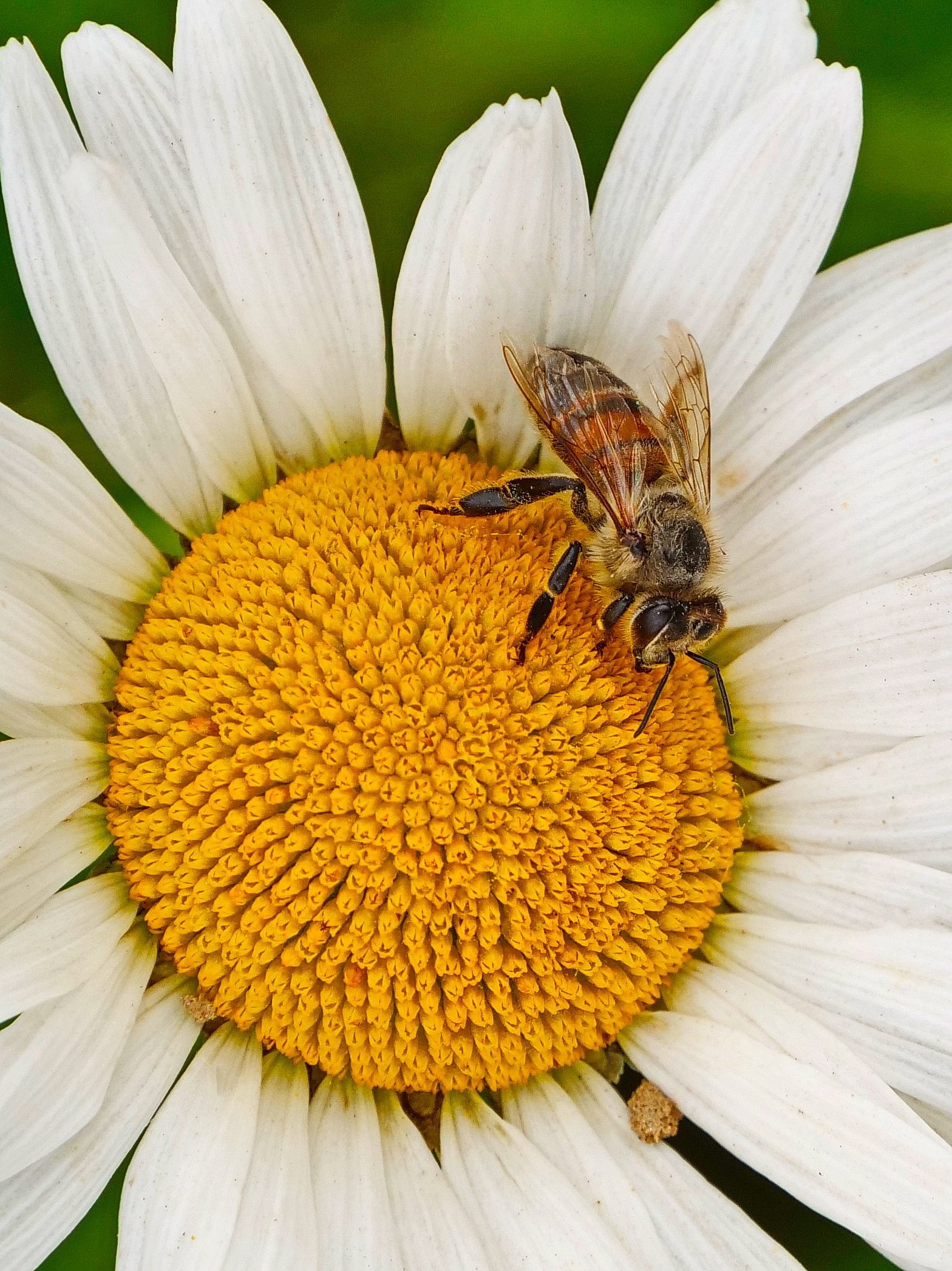 Bienchen auf Margeritenblüte.