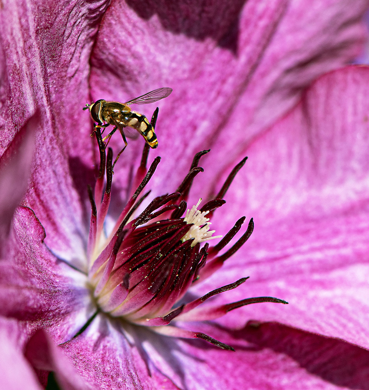 Bienchen und Blümchen, da war doch was...