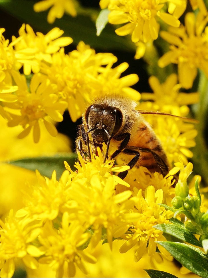 Biene auf Blüte.