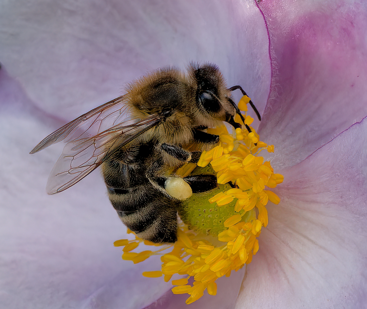 Biene auf Japan-Herbst-Anemone.jpg