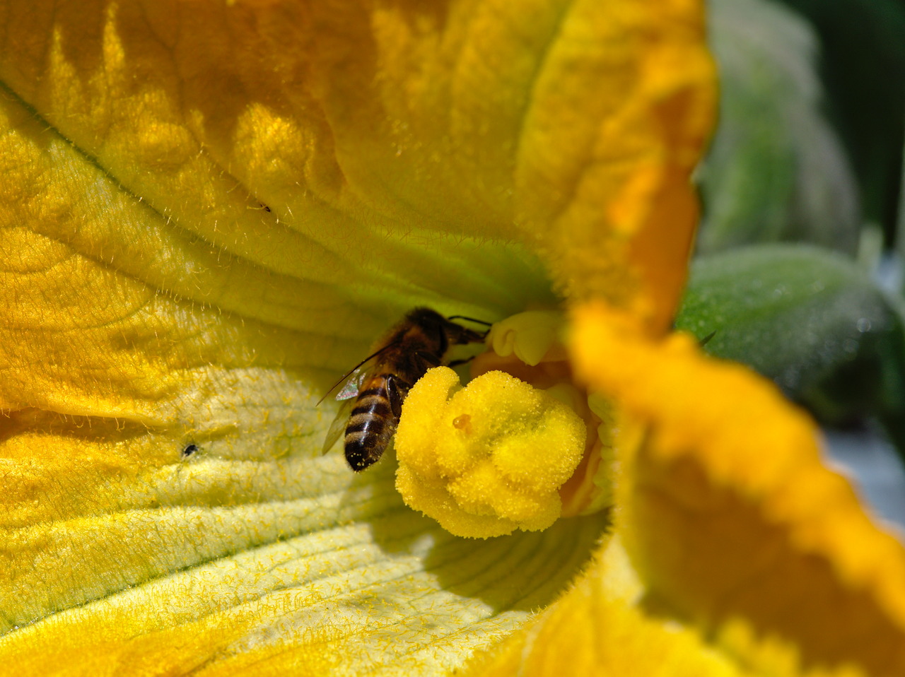 Biene bei der Arbeit