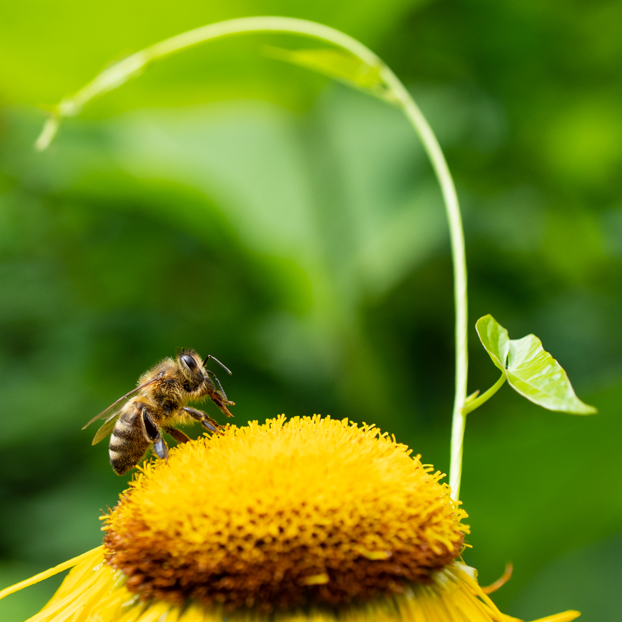 Biene bei Körperpflege