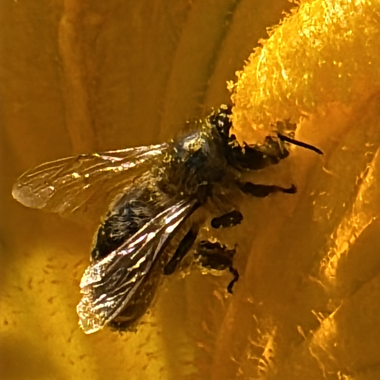 Biene in Kürbisblüte