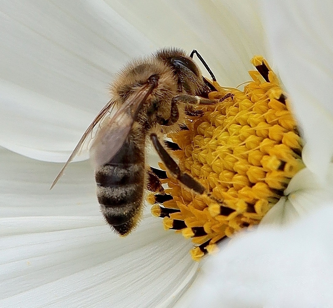 Bienenbuffet