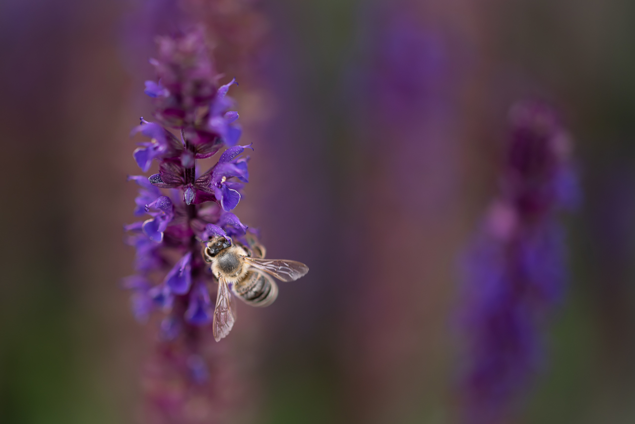 bienenfleißig