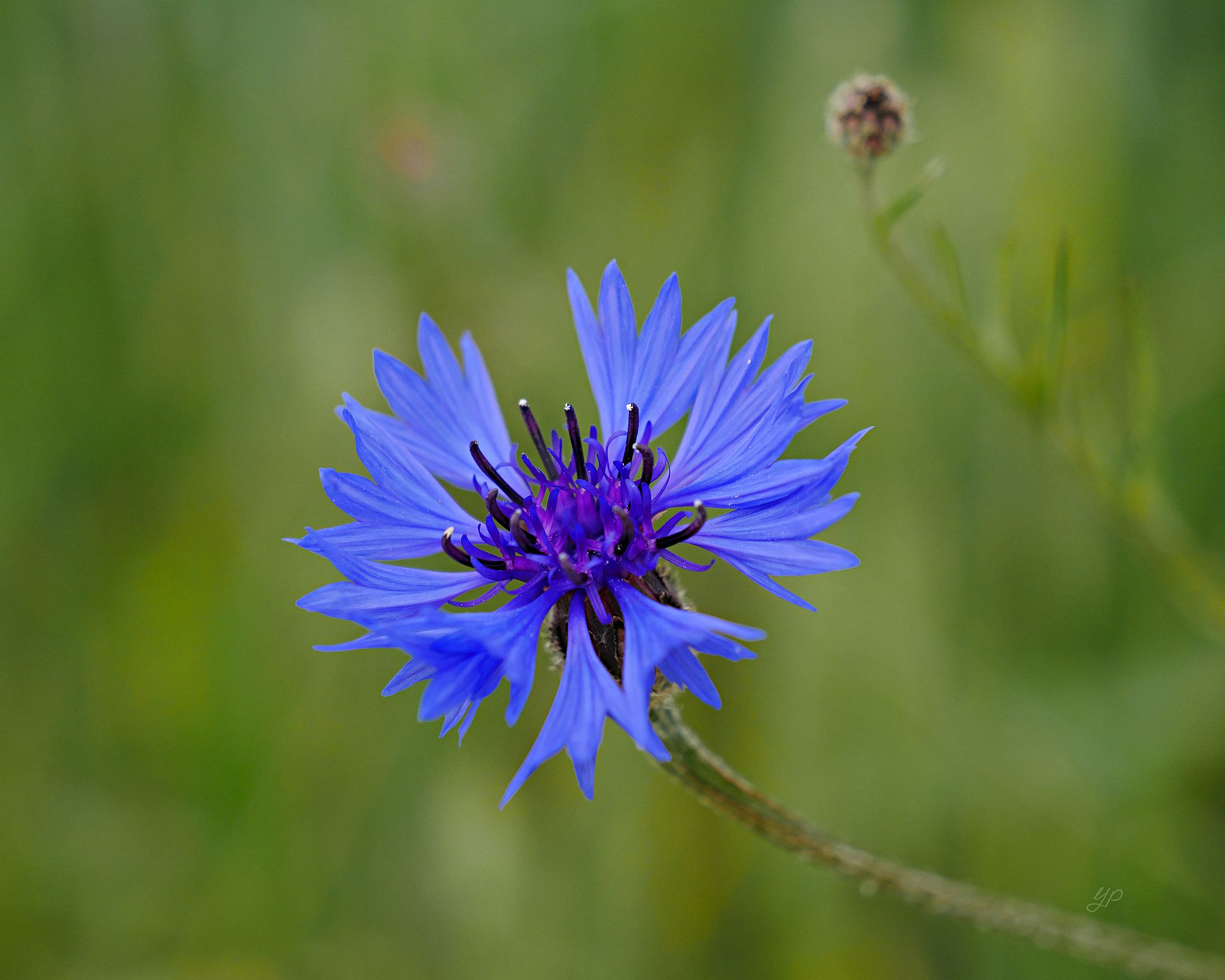 Bienenfreundlich