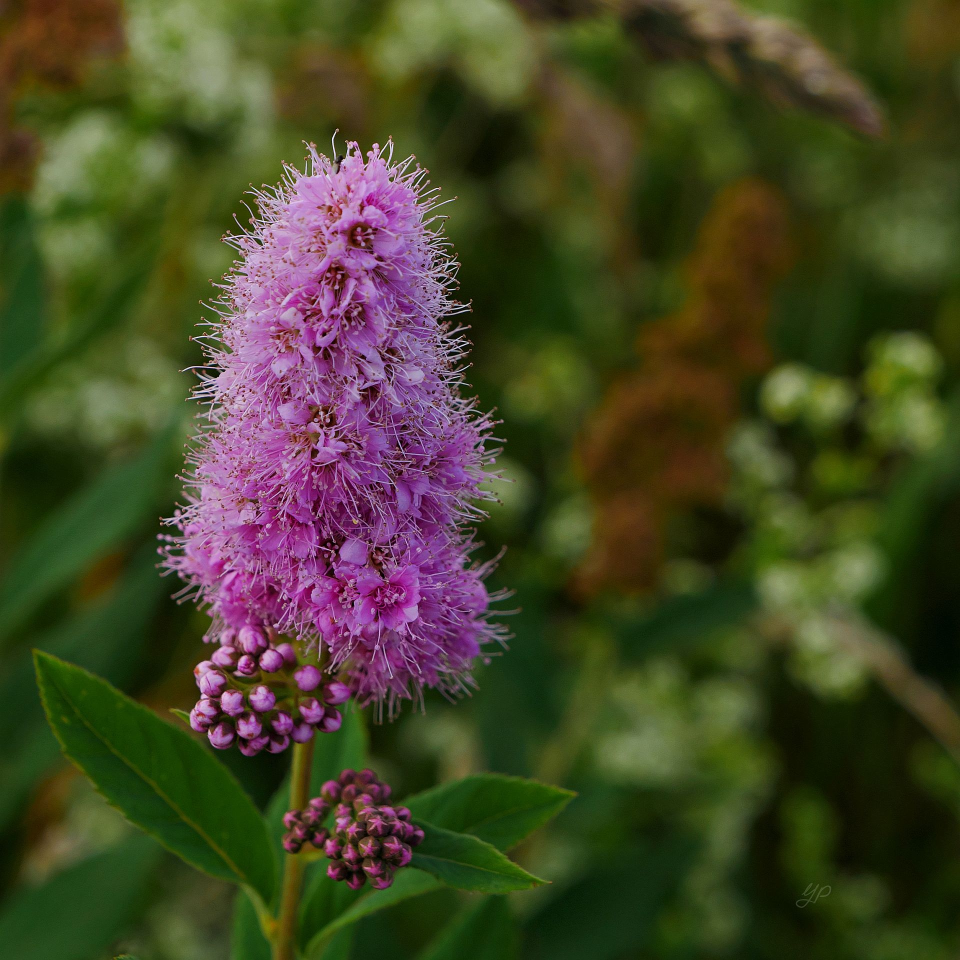 Bienenfreundlich