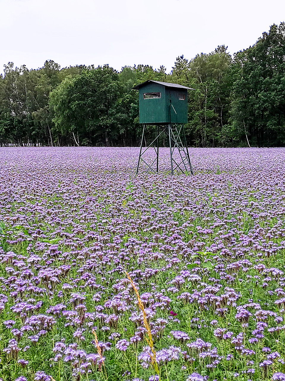 Bienenweide