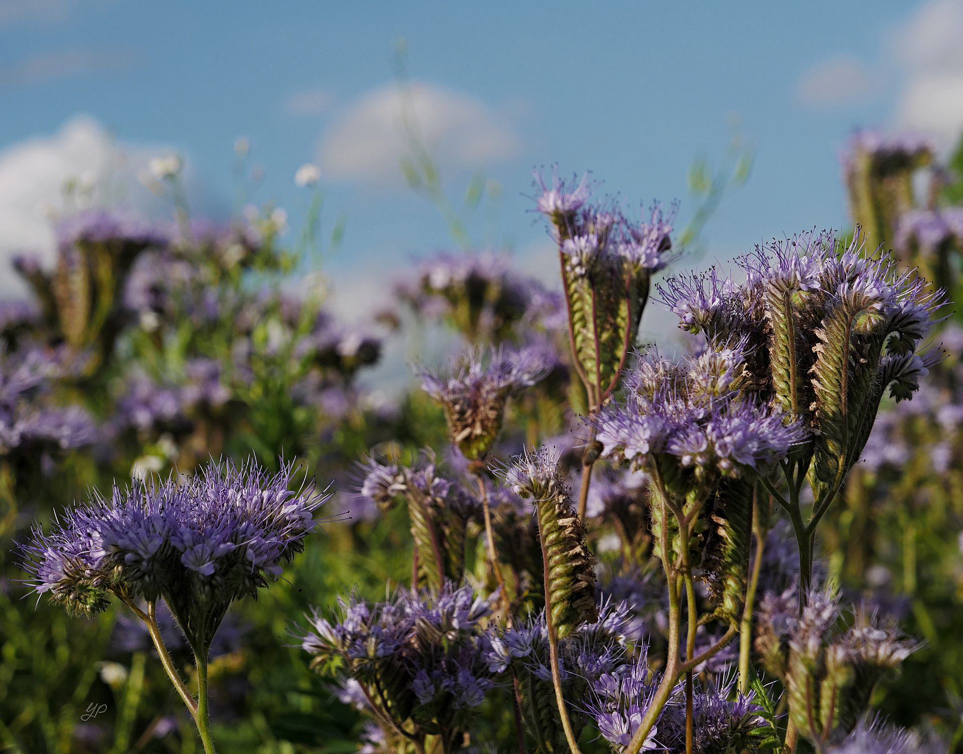 Bienenweide