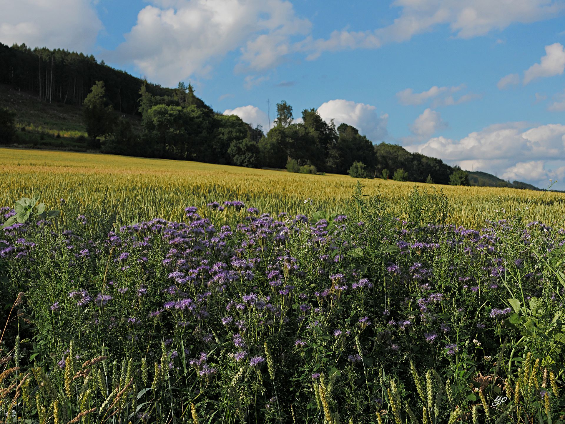 Bienenweide