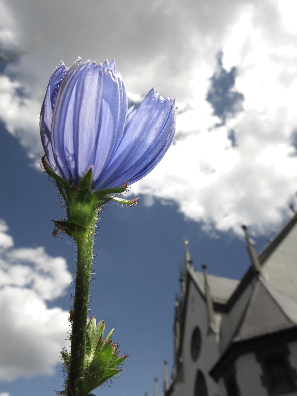 Big flower