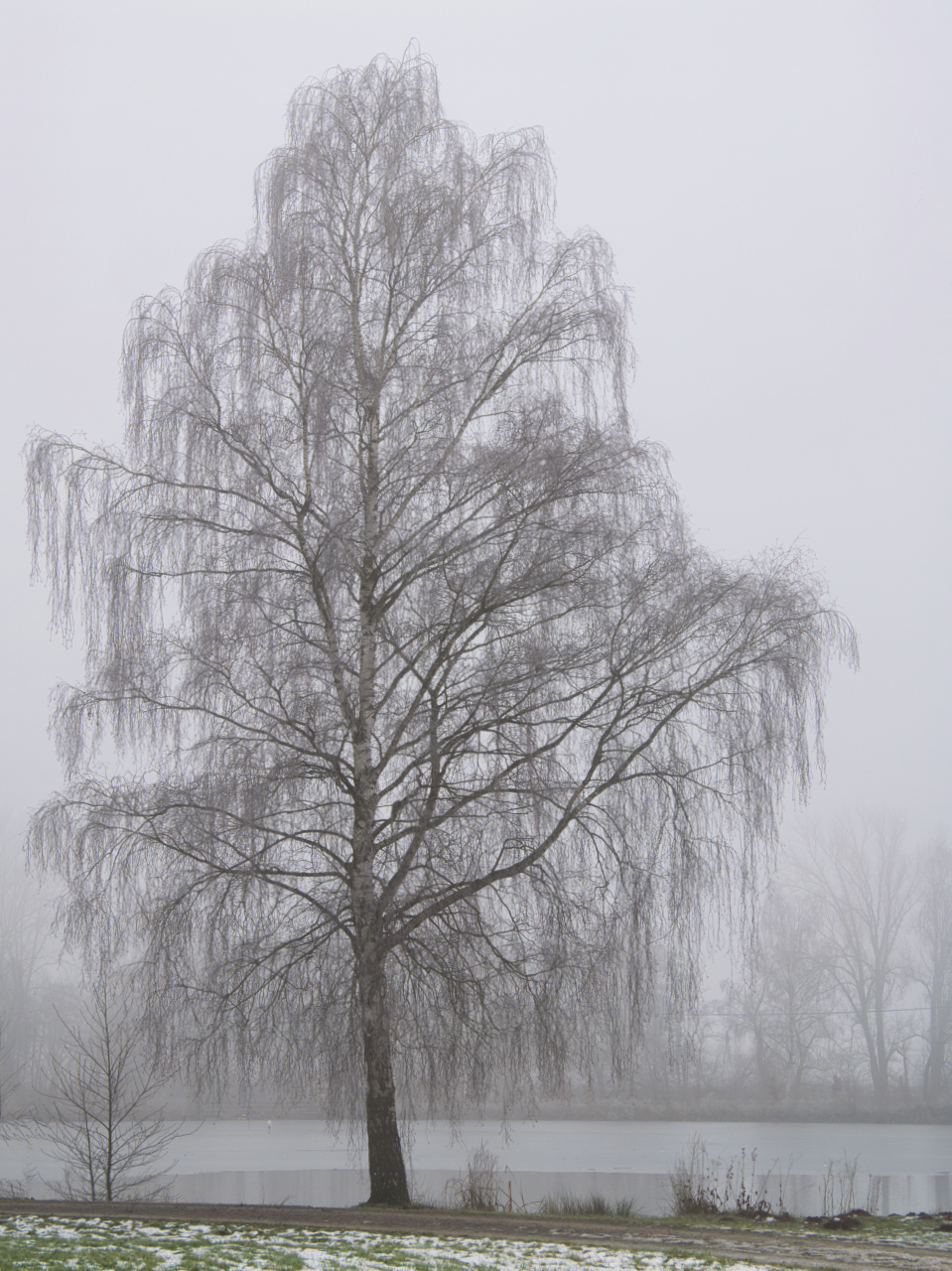 Birke am See