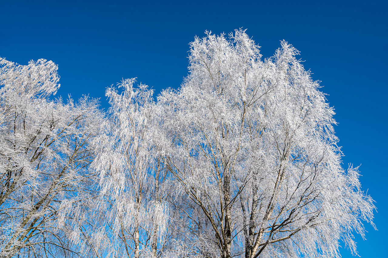 Birke im Winterkleid