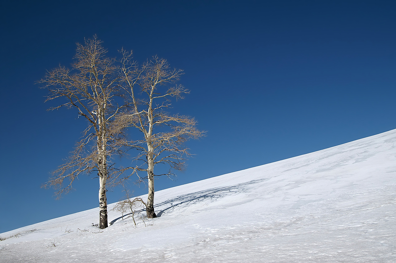 Birken im Schnee