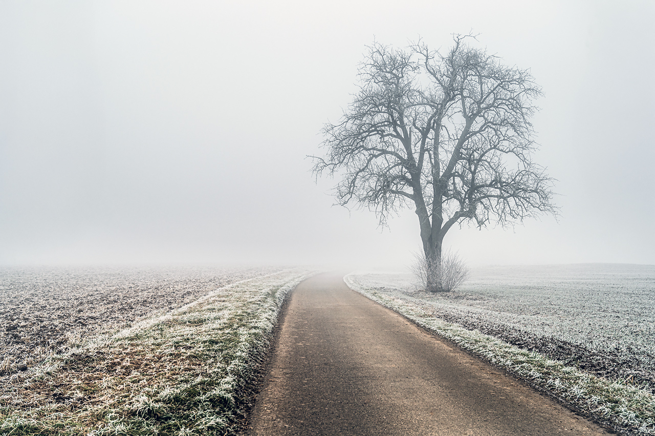 Birnbaum im Nebel