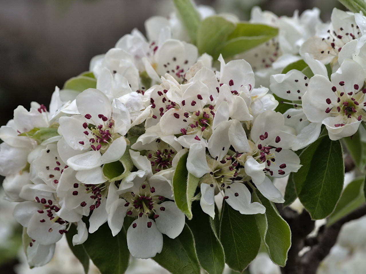 Birnenblüten