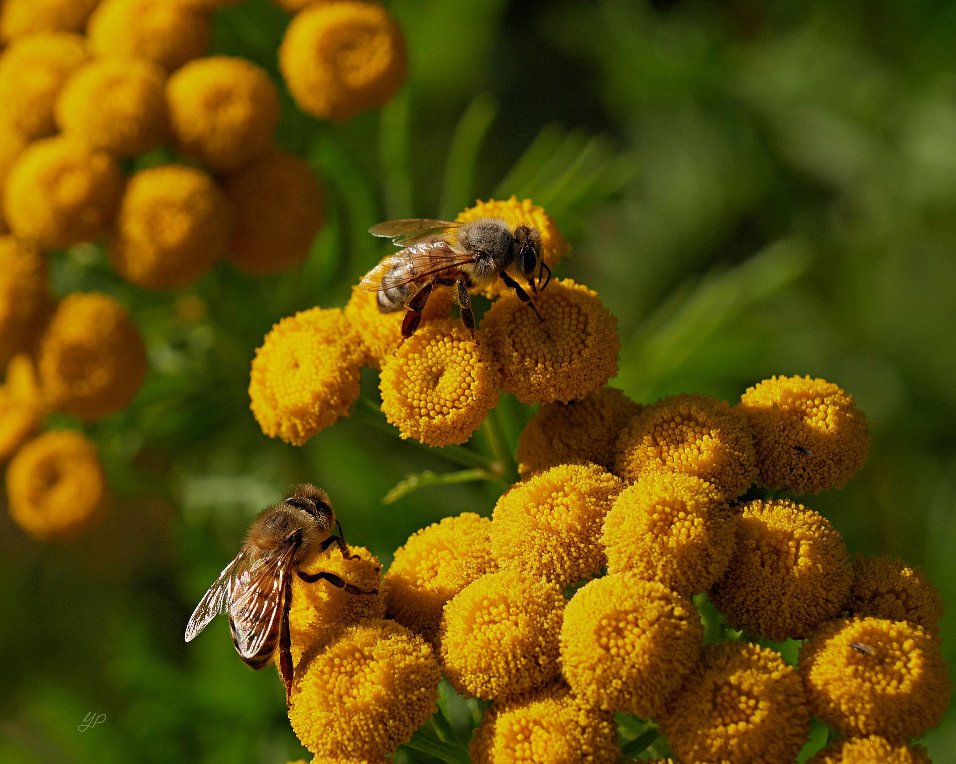 Bis in den Herbst hinein