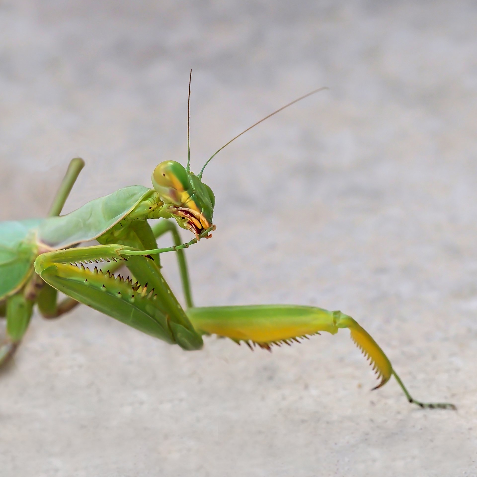 Bist Du jetzt nah genug??