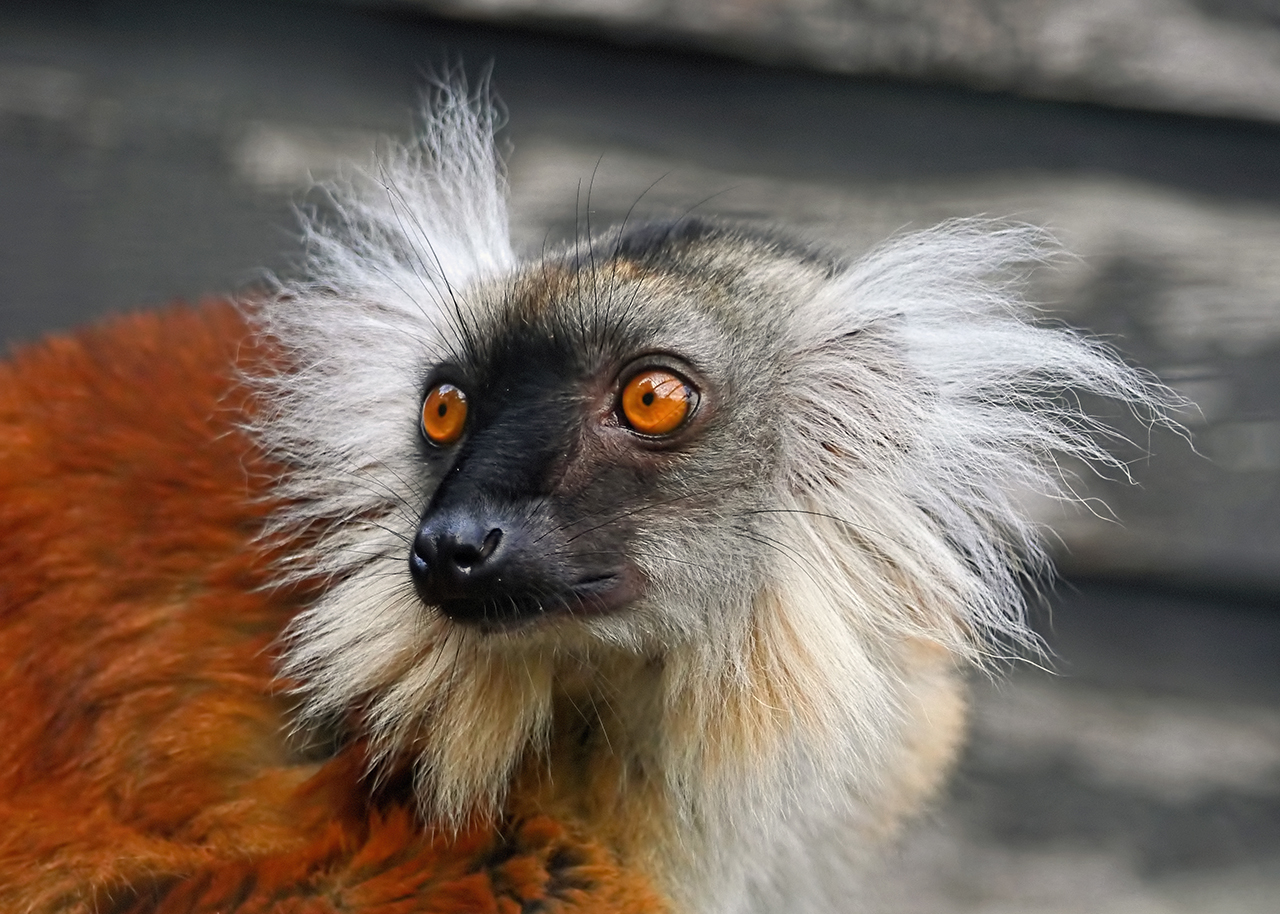 Black Lemur Female d-pixx 1.jpg