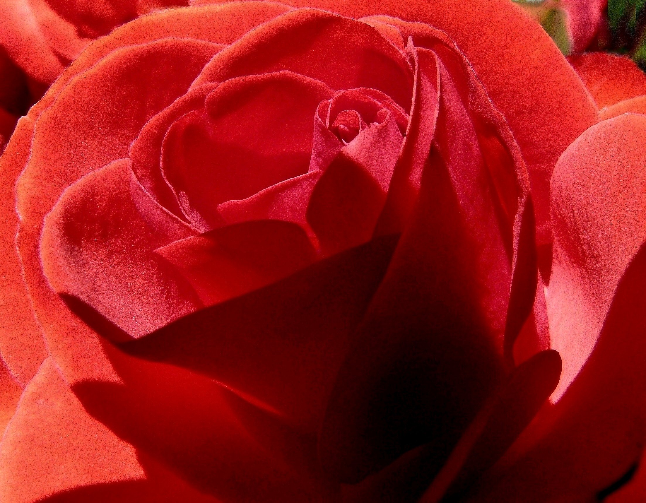 Blätter der Rose